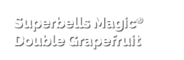 Superbells Magic® Double Grapefruit