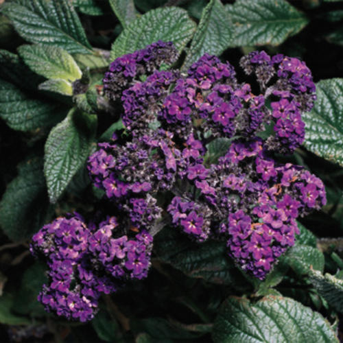 marine heliotrope heliotropium arborescens proven marine heliotrope heliotropium arborescens proven