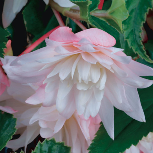 Belleconia™ Apricot Blush - Tuberous Begonia - Begonia hybrid | Proven