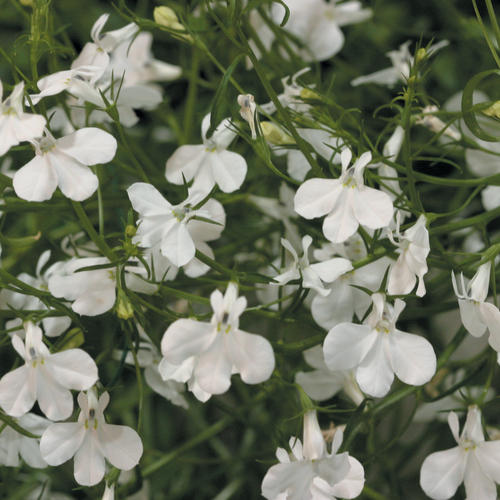 Laguna White Lobelia Erinus Proven Winners Laguna White Lobelia Erinus
