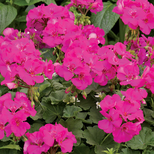 Forced to lick vagina Geraniums mature size