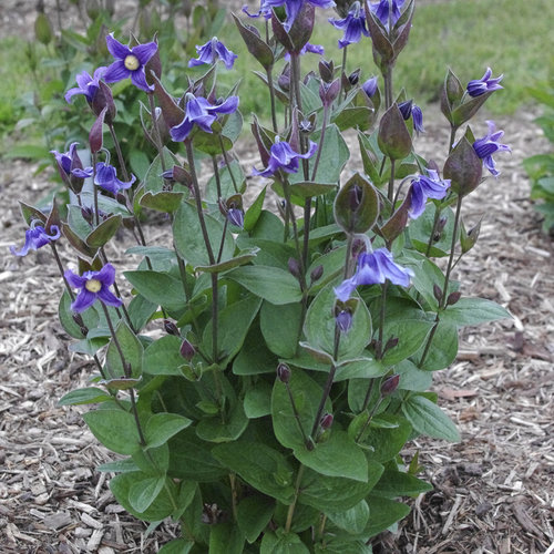 'Stand by Me' - Bush Clematis - Clematis hybrid | Proven Winners