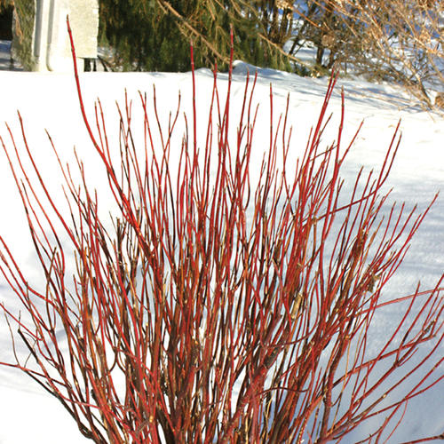 Arctic Fire Red Osier Dogwood Cornus Stolonifera Proven Winners