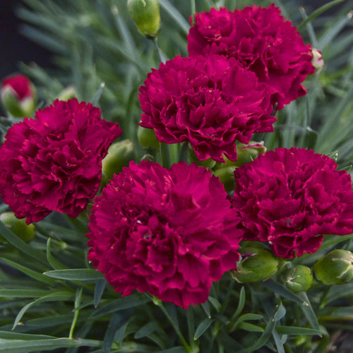 dianthus_cranberry_cocktail_cjw13_2.jpg
