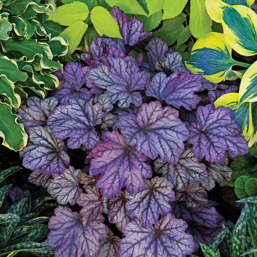 Semillas de Coral Bells: 4 Top Heucheras - Semillas de flores perennes