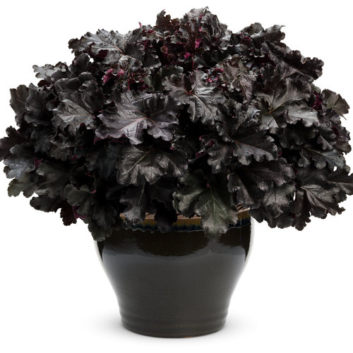 Utilizando Coralbells como flores cortadas | Centro de Agricultura, Alimentación y Medio Ambiente UMass Amherst