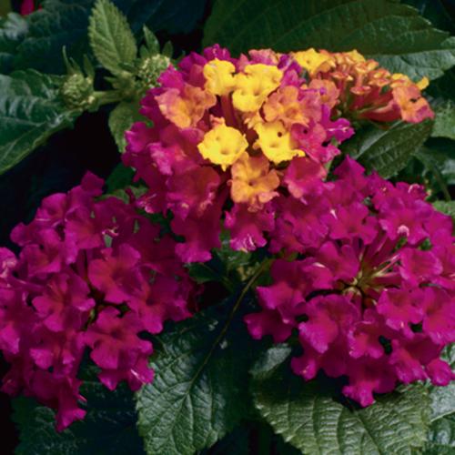 Lantana: La planta más fácil al aire libre | Blog de NewPro