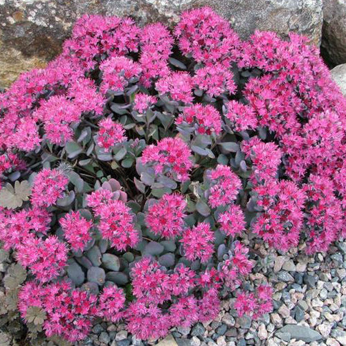 Sedum cauticola