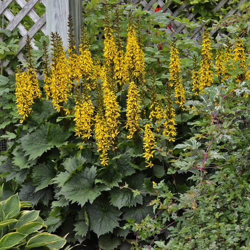 �Bottle Rocket� Ligularia hybrid Proven Winners
