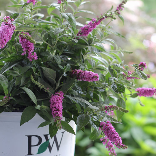 Jardinería de mariposas / polinizadores - Reiman Gardens
