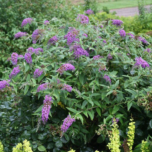 Púrpura Loosestrife & raquo; Asociación Nacional de Refugios de Vida Silvestre