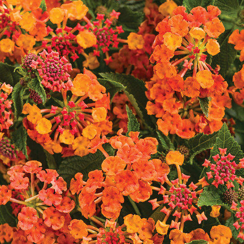 Luscious® Marmalade - Lantana camara  Proven Winners