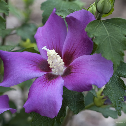 Purple Satin Rose Of Sharon Hibiscus Syriacus Proven Winners Purple Satin Rose Of Sharon Hibiscus Syriacus