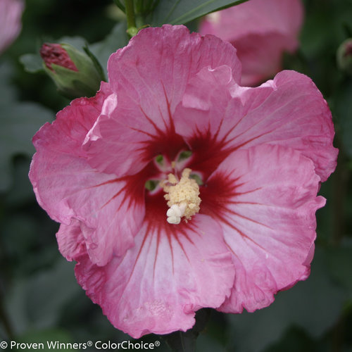 Ruffled Satin Rose Of Sharon Hibiscus Syriacus Proven Winners Ruffled Satin Rose Of Sharon Hibiscus Syriacus
