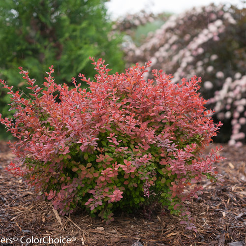 Berberis thunbergii 'Celeste' 