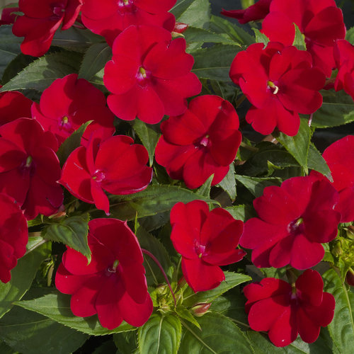 Americana Pink Zonal Geranium