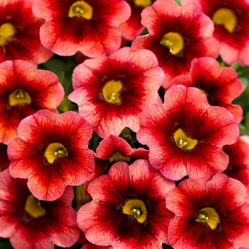 Superbells® Coralberry Punch™ - Calibrachoa hybrid | Proven Winners