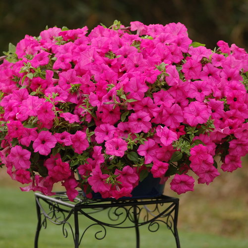 Surfinia 174 Sumo Pink Petunia Hybrid Proven Winners
