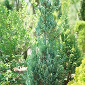 pinpoint blue false cypress pinpoint blue false cypress