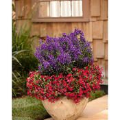 ‘Flamenco Samba’ - Cuphea llavea | Proven Winners