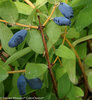 Sugar Mountain® Balalaika - Sweetberry honeysuckle - Lonicera caerulea