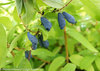 Sugar Mountain® Eisbar - Sweetberry honeysuckle - Lonicera caerulea