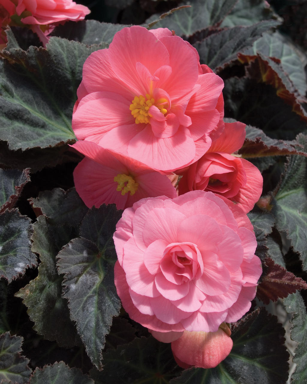 Nonstop® Mocca Pink Shades Tuberous Begonia Begonia x