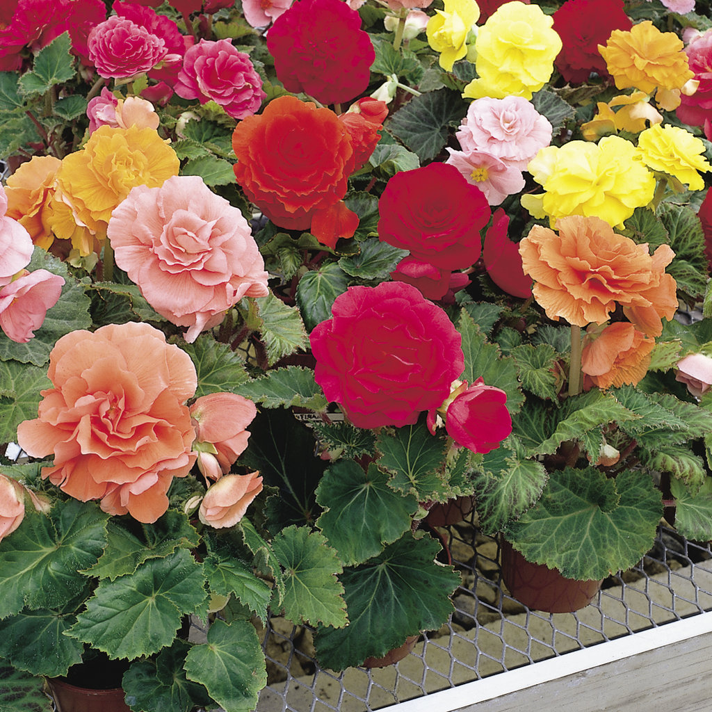 Nonstop® Mix Tuberous Begonia Begonia x tuberhybrida