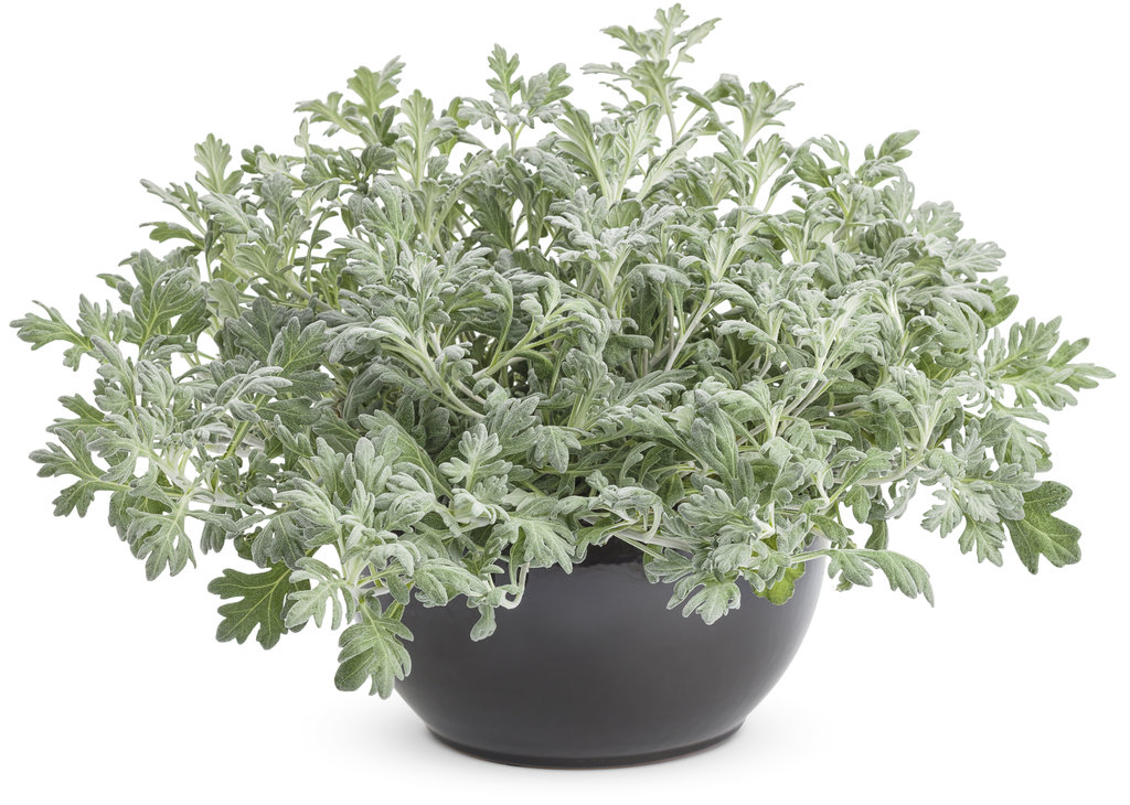 Silver Bullet® - Wormwood - Artemisia stelleriana | Proven ...