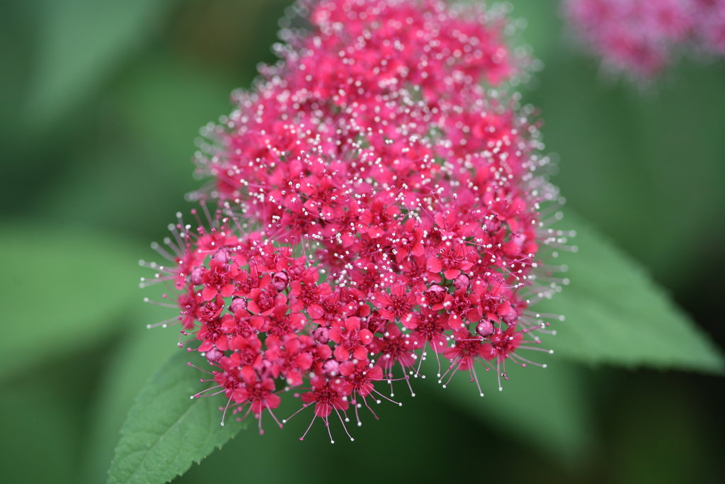 Double Play Red Spirea Spiraea Onica Proven Winners Double Play Red Flower Closeup Jpg