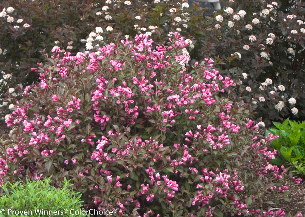 Fine Wine® Weigela florida Proven Winners