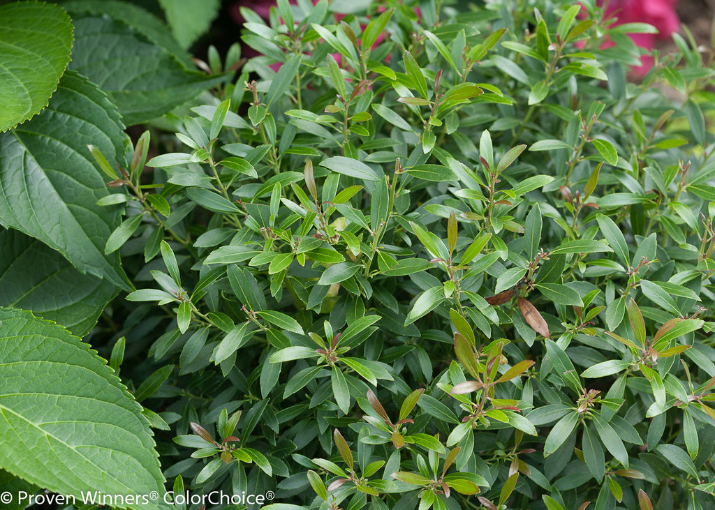 gem_box_ilex_glabra 2