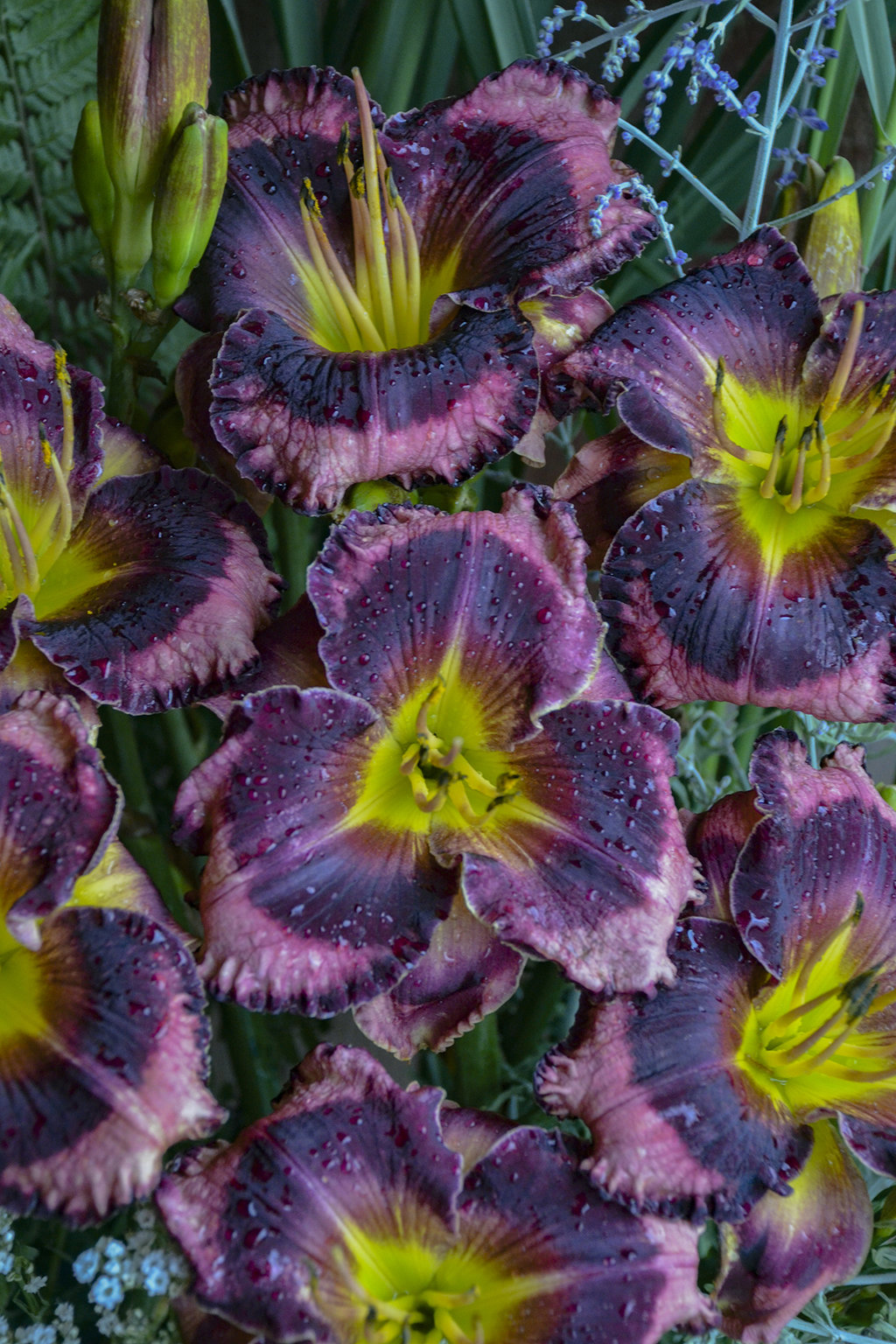 Rainbow Rhythm® 'Storm Shelter' Daylily Hemerocallis