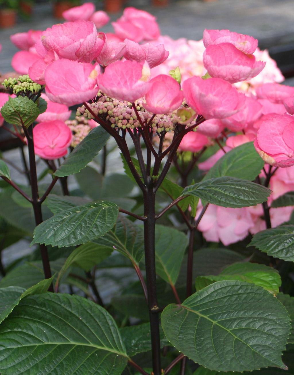 Abracadabra® Star - Hydrangea macrophylla | Proven Winners