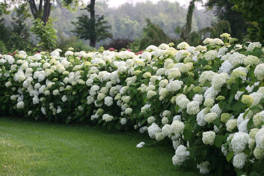 Incrediball® Smooth Hydrangea Hydrangea Arborescens Proven Winners 7567