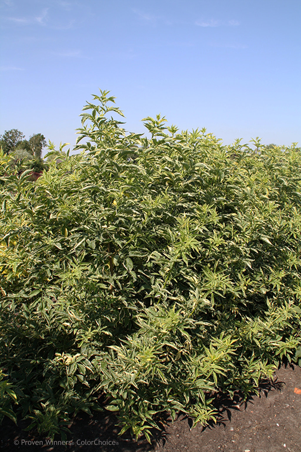 Instant Karma® Elderberry Sambucus nigra Proven Winners