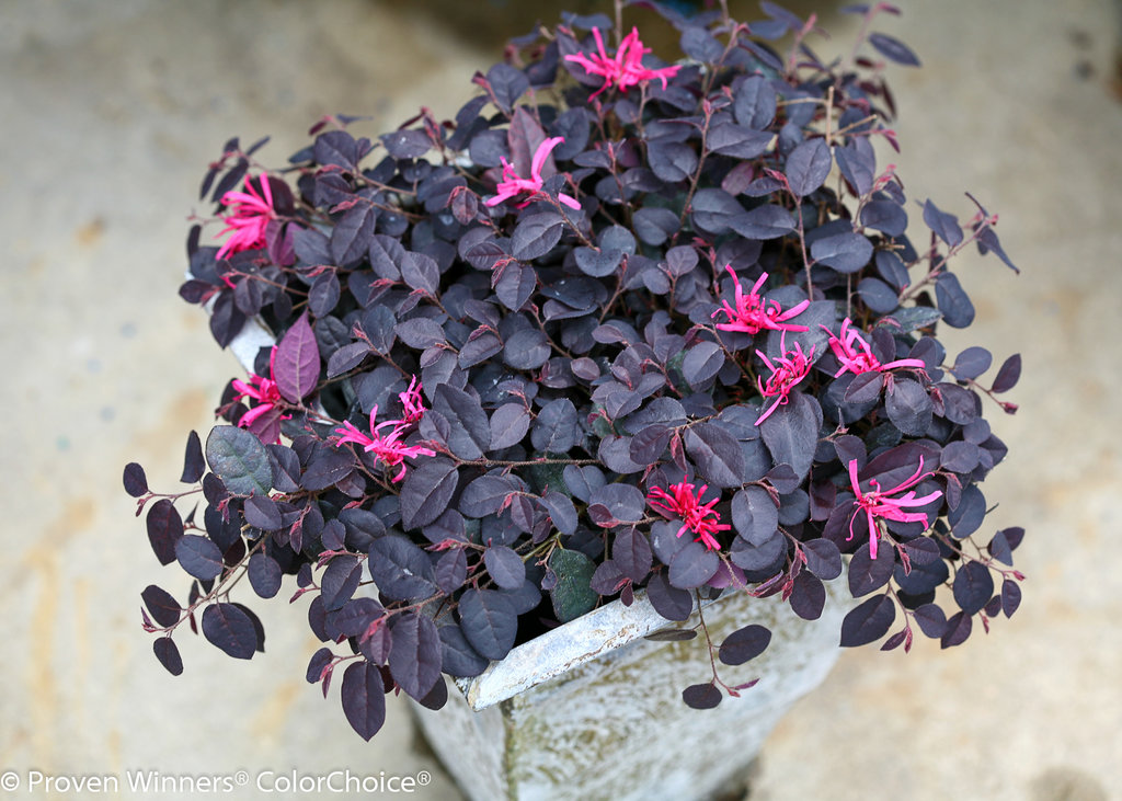 Jazz Hands® Mini Chinese fringeflower Loropetalum