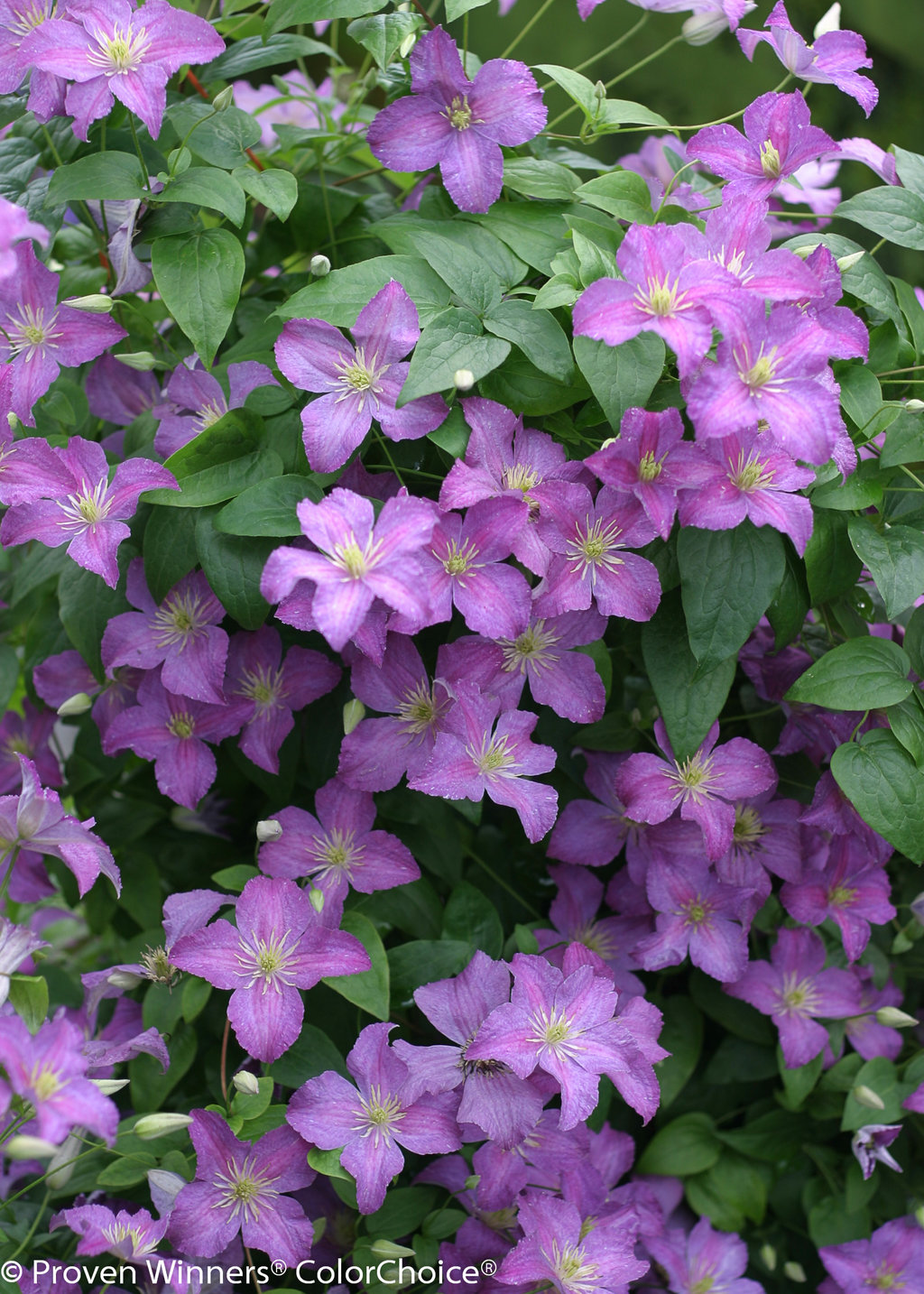 Jolly Good™ Clematis sp. Proven Winners