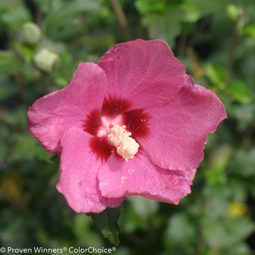 Lil' Kim® Red - Rose of Sharon - Hibiscus syriacus | Proven Winners