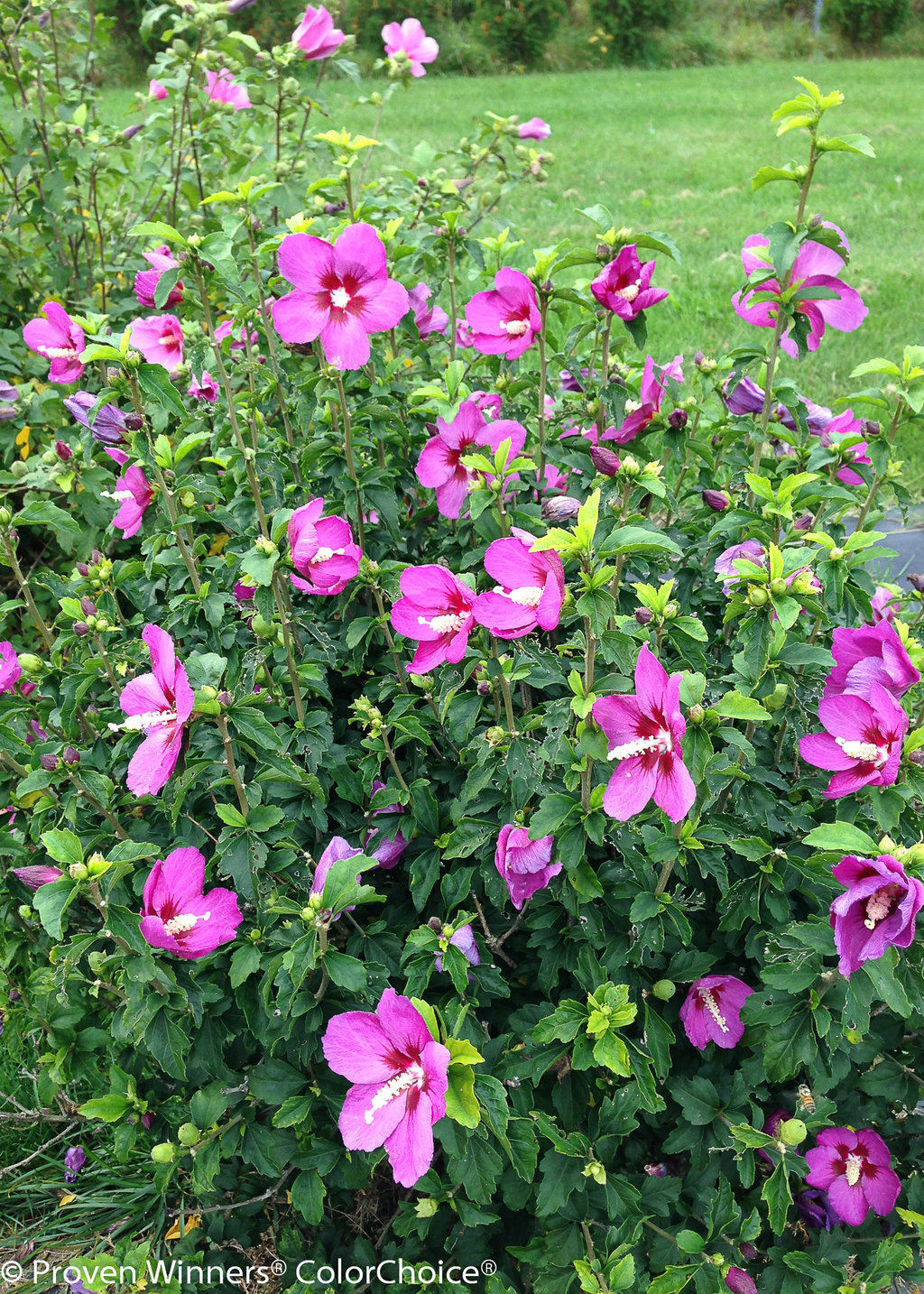 Lil' Kim® Violet Rose of Sharon Hibiscus syriacus
