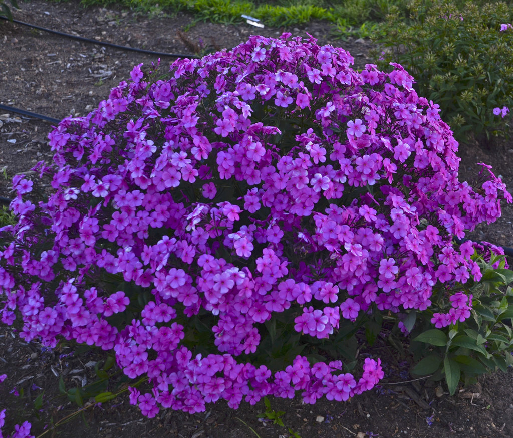 phlox cloudburst