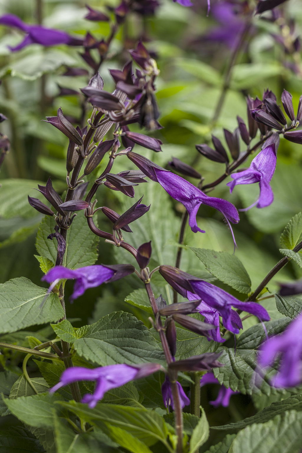 Rockin'® Deep Purple - Salvia hybrid | Proven Winners