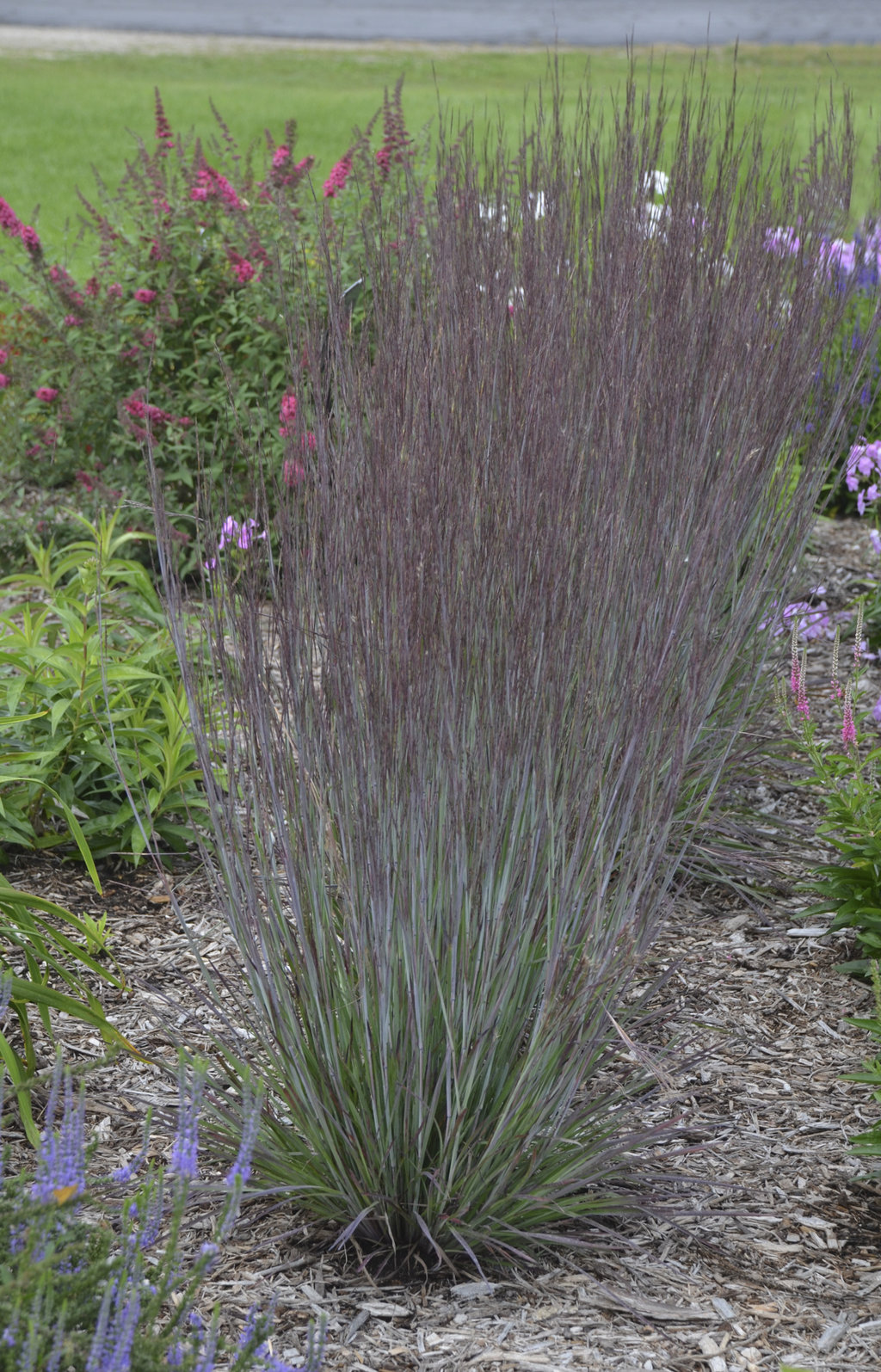 Prairie Winds® 'Blue Paradise' - Little Bluestem - Schizachyrium