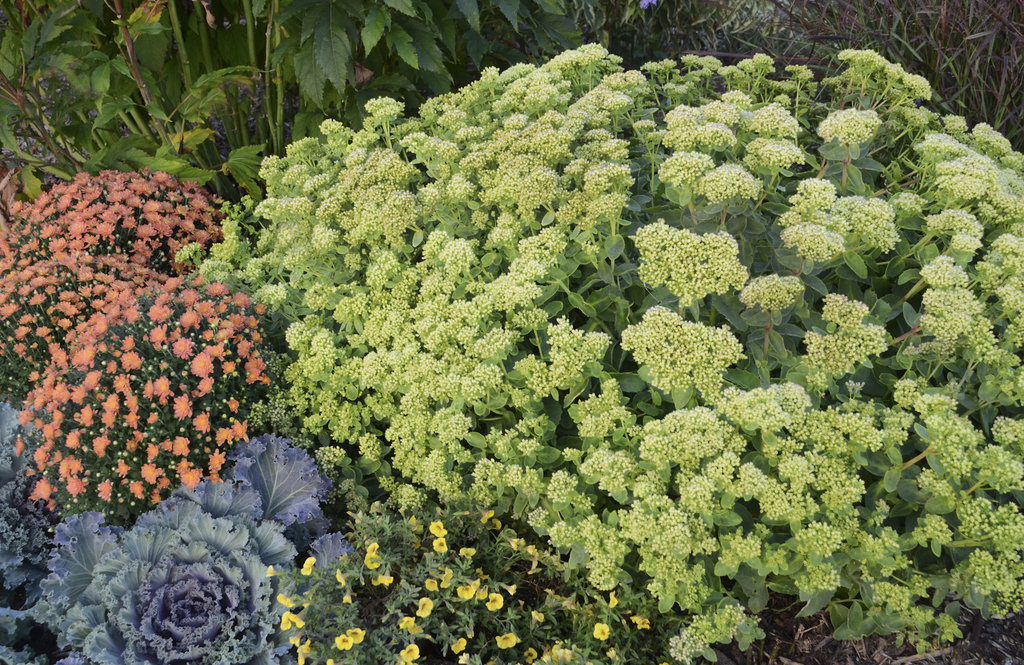 Rock 'N Grow® 'Lemonjade' - Autumn Stonecrop - Sedum hybrid | Proven