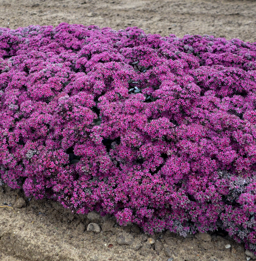 Rock 'N Grow® 'Superstar' - Stonecrop - Sedum hybrid | Proven Winners