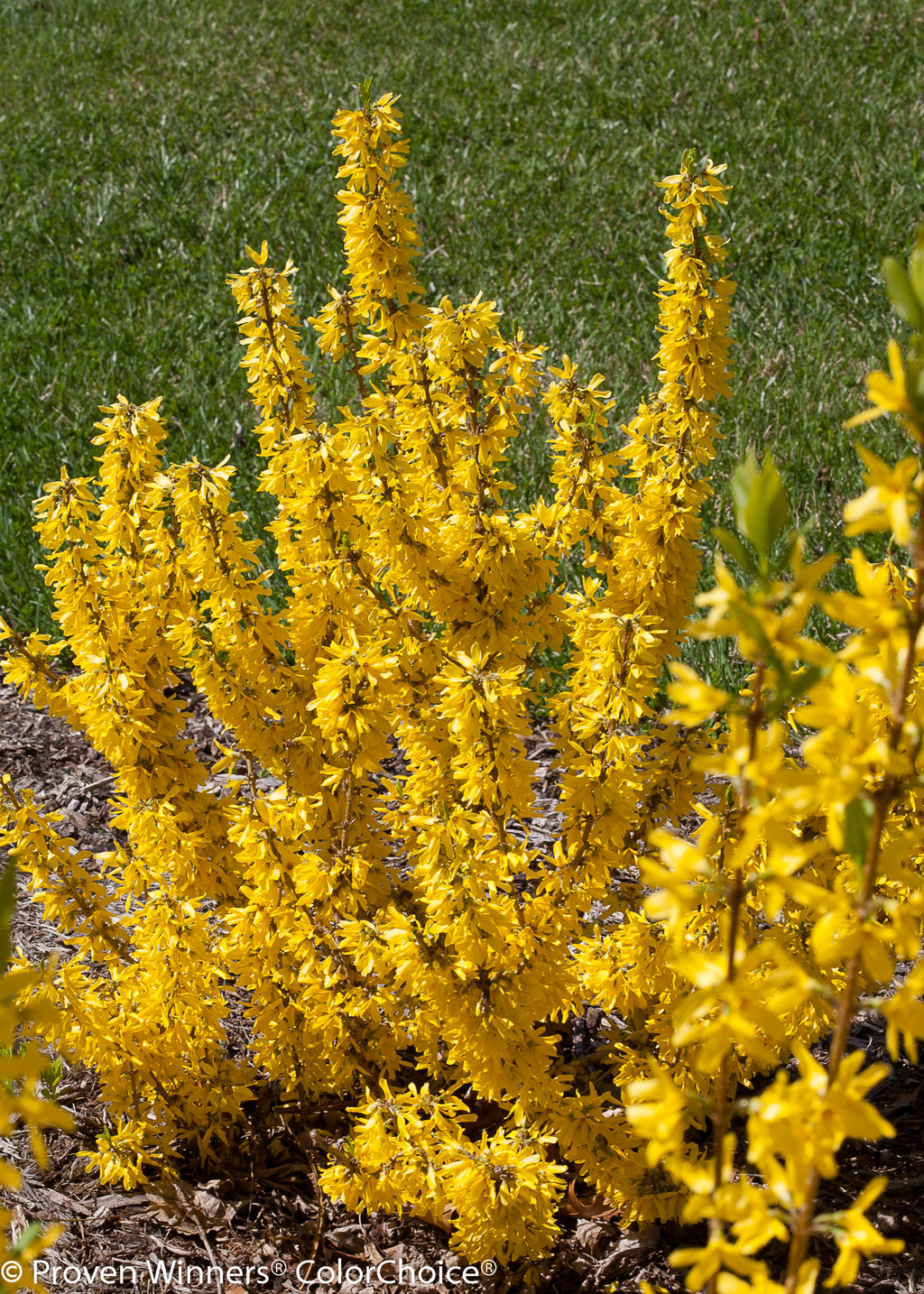 Show Off® Sugar Baby® Forsythia x Proven Winners