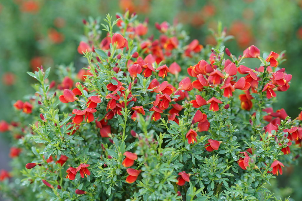 scotch broom plant