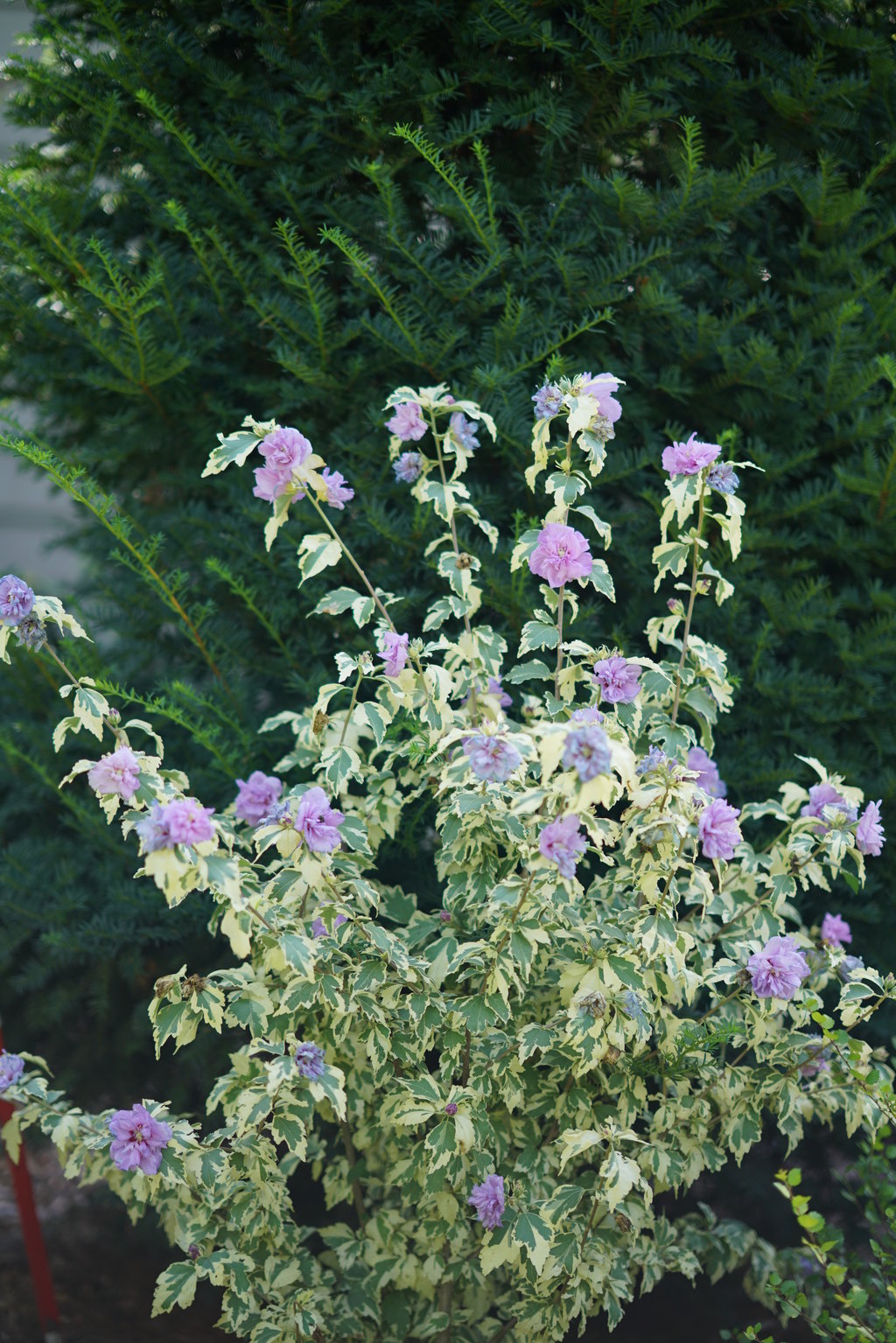 Sugar Tip® Gold Rose of Sharon Hibiscus syriacus