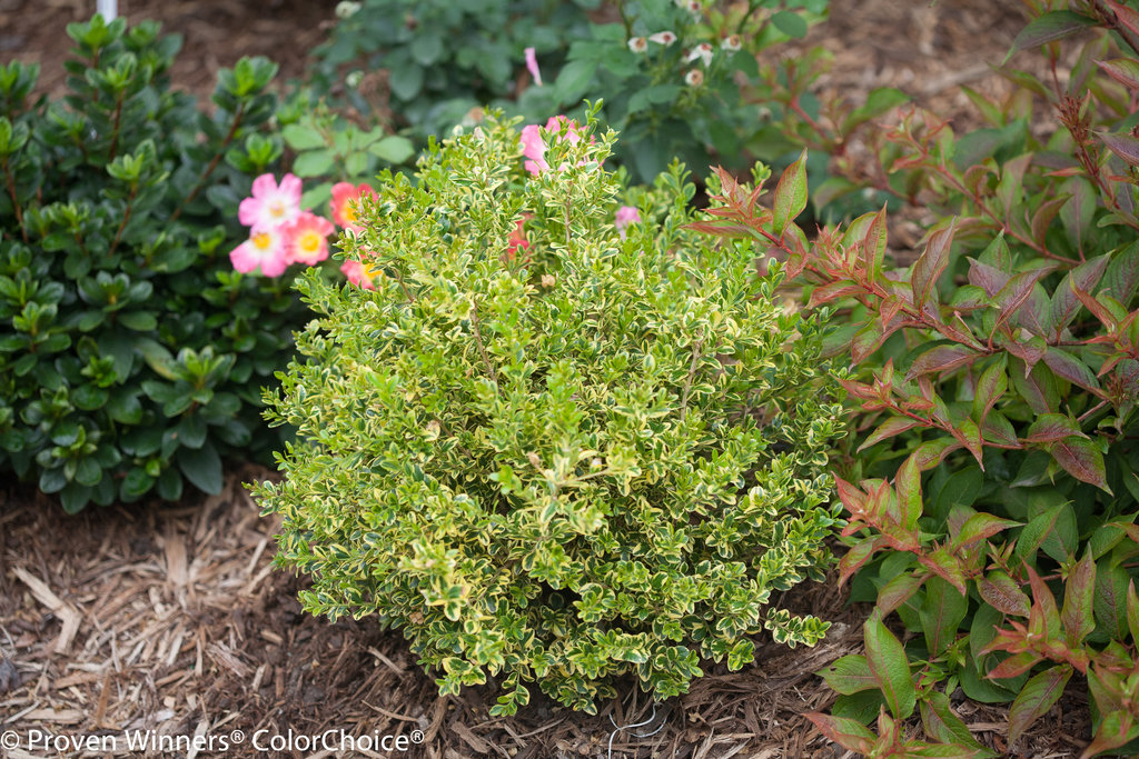 Wedding Ring® - Boxwood - Buxus microphylla var. koreana  