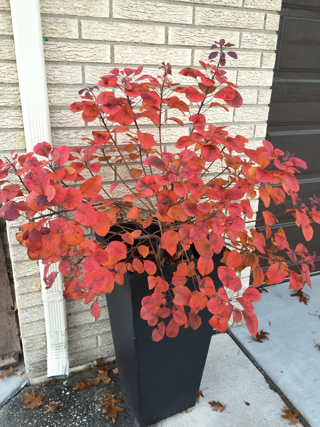 Winecraft Black® - Smokebush - Cotinus coggygria | Proven Winners